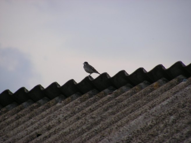 ptica na krovu