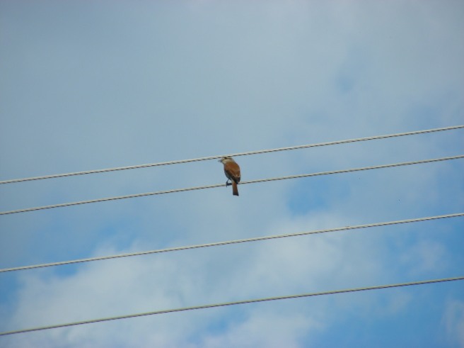 ptica na žici